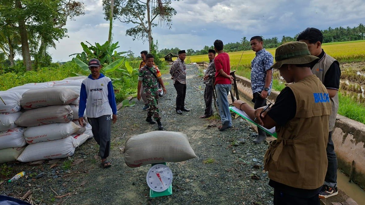 Koramil Kusan Hilir Dampingi Penyerapan Gabah Hasil Panen Petani